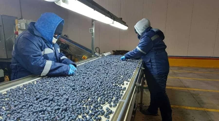 blueberry sorting